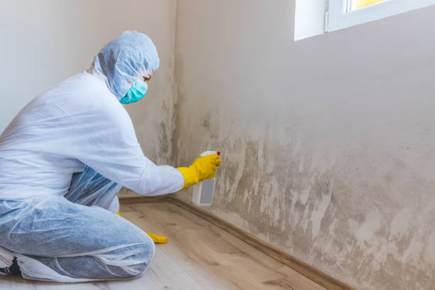 Licensed Mold Remediation service in Jenison, MI - WQB Mold Removal